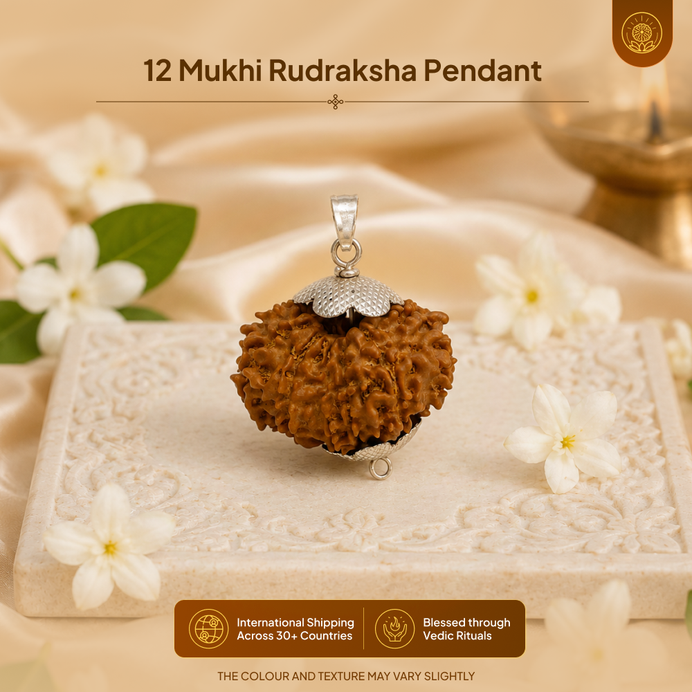 12 Mukhi Rudraksha Pendant- Nepali