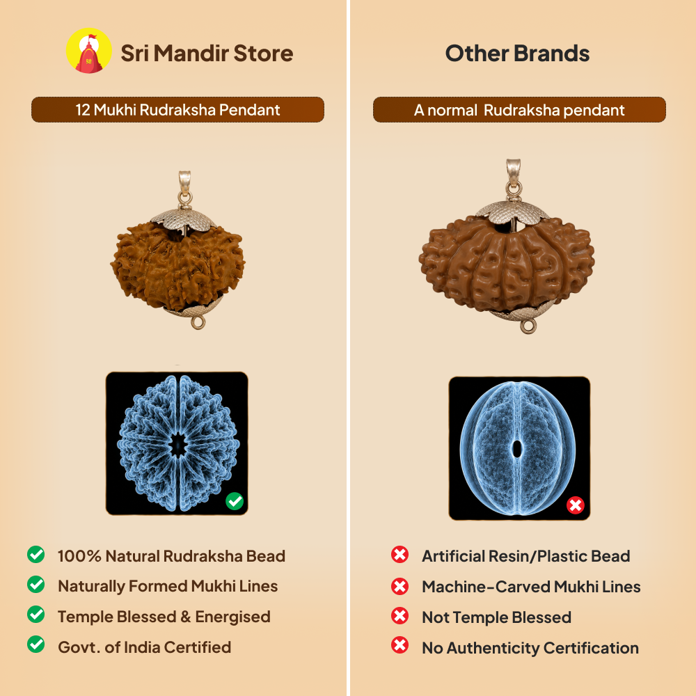 12 Mukhi Rudraksha Pendant- Nepali