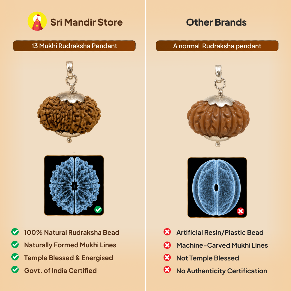 13 Mukhi Rudraksha Pendant - Nepali